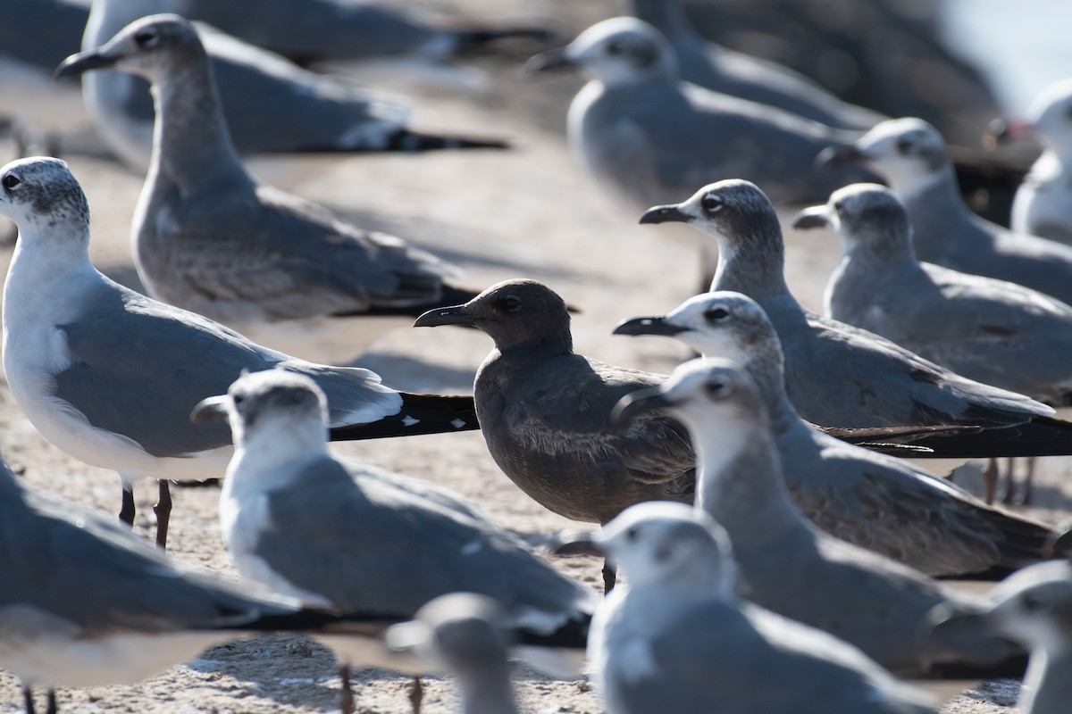 racek tmavý - ML646534677