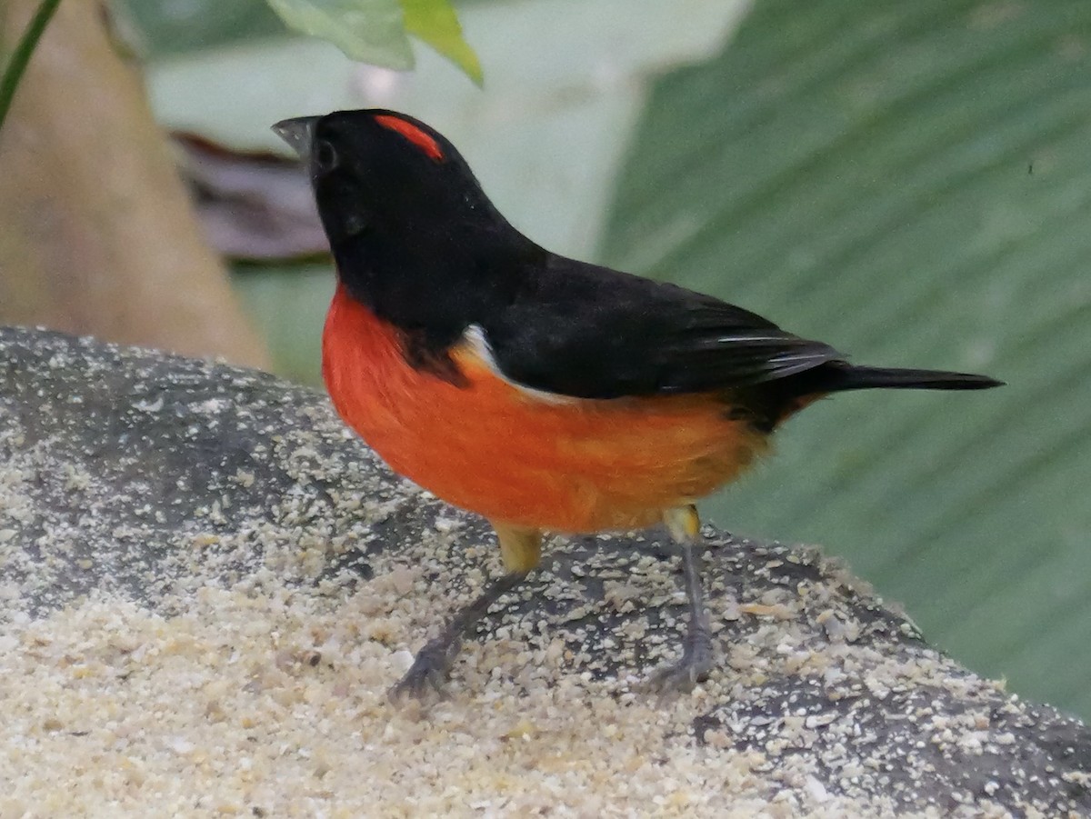 Огненная арагуира - ML646534679