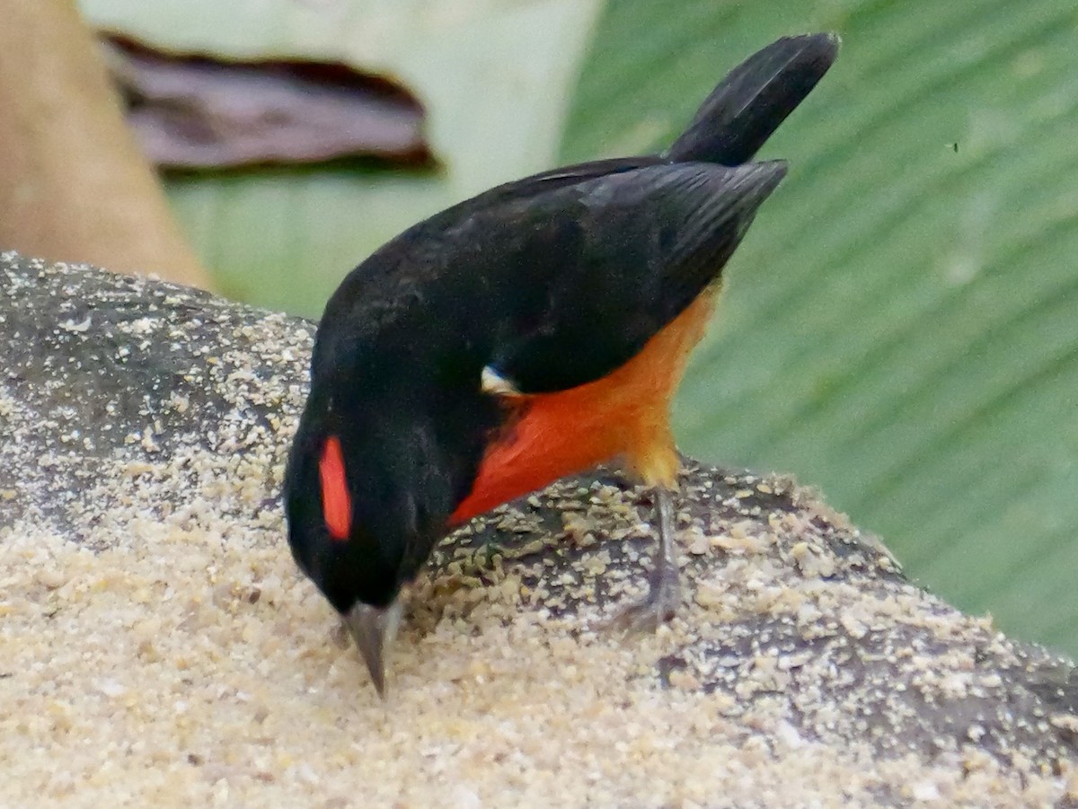 Огненная арагуира - ML646534680