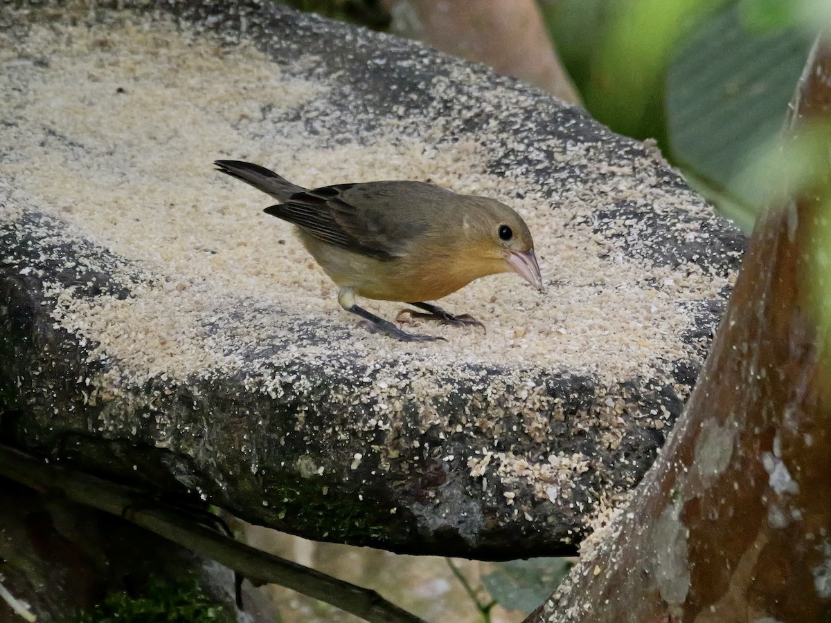 Огненная арагуира - ML646534681