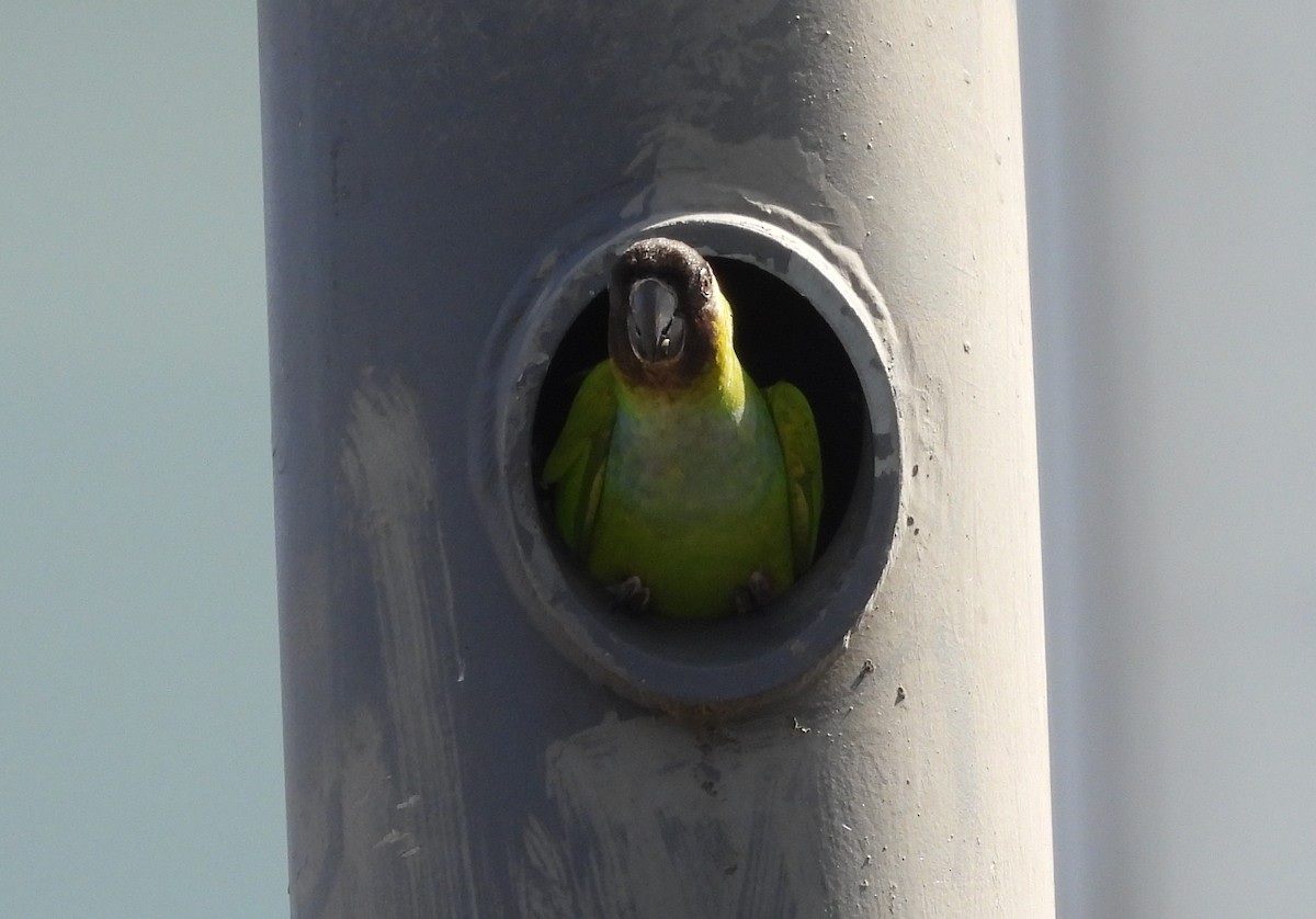 Черноголовая нандая - ML646534682