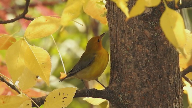 lesňáček zlatý - ML646534683