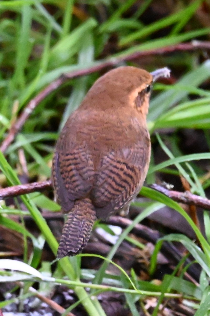 Андский крапивник - ML646534684