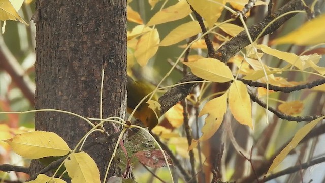 lesňáček zlatý - ML646534685