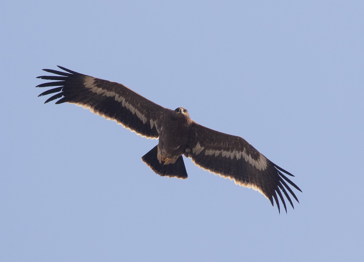 Степной орёл - ML646534686