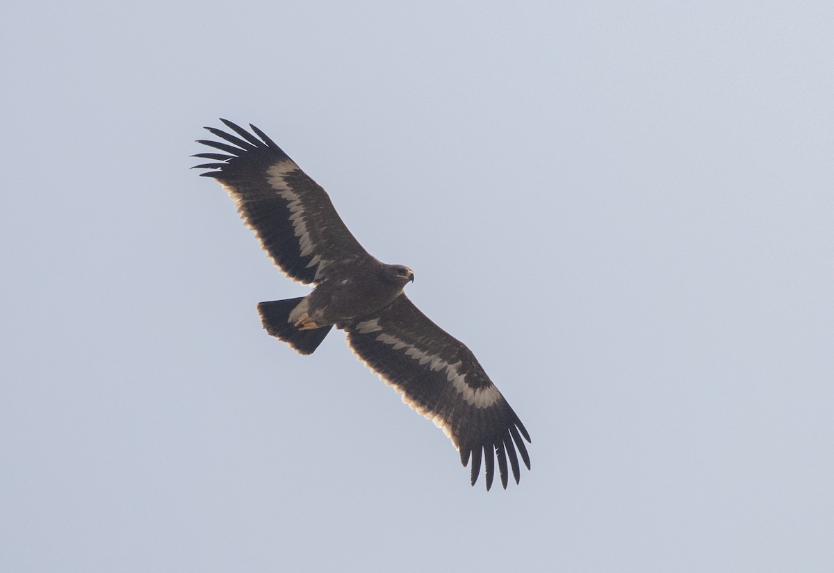 Aquila delle steppe - ML646534687