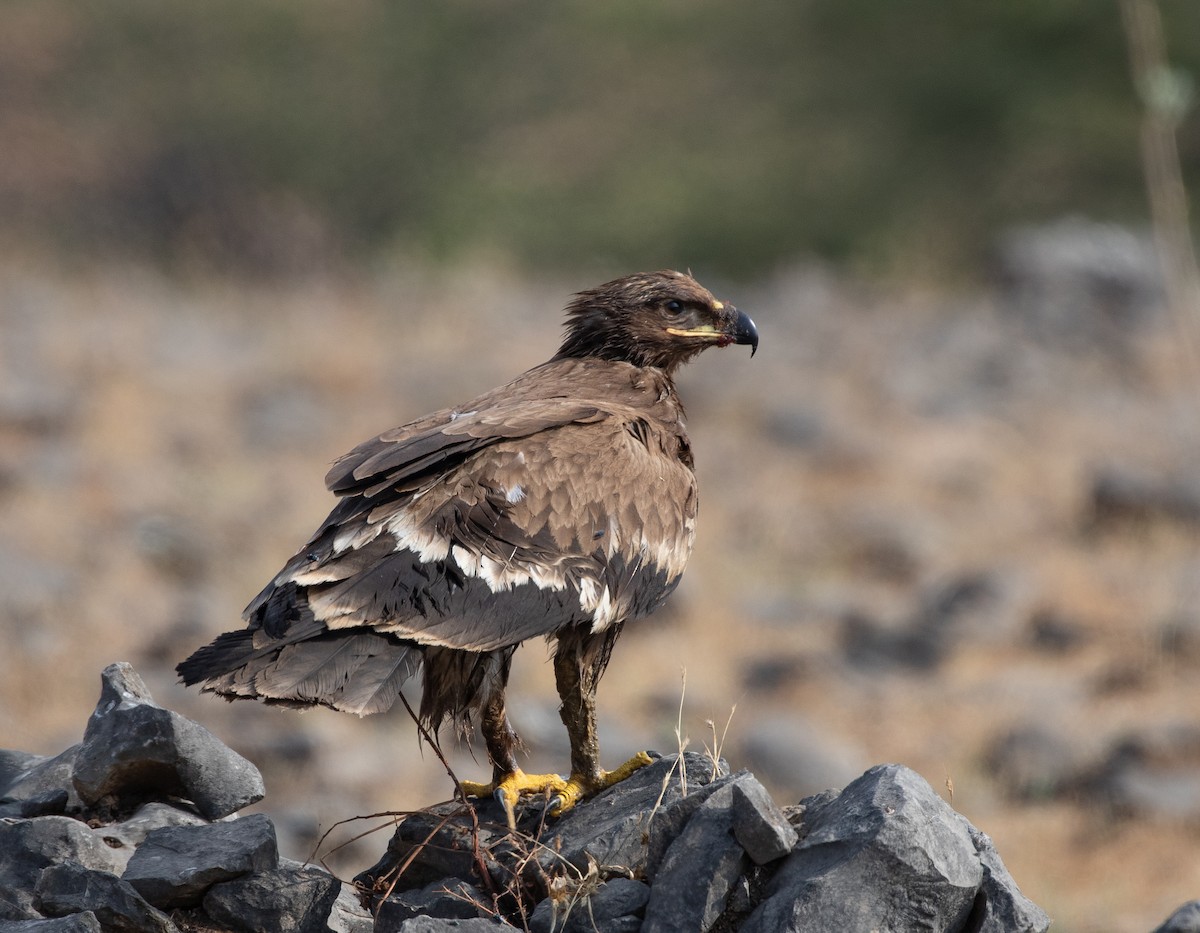 Aquila delle steppe - ML646534688