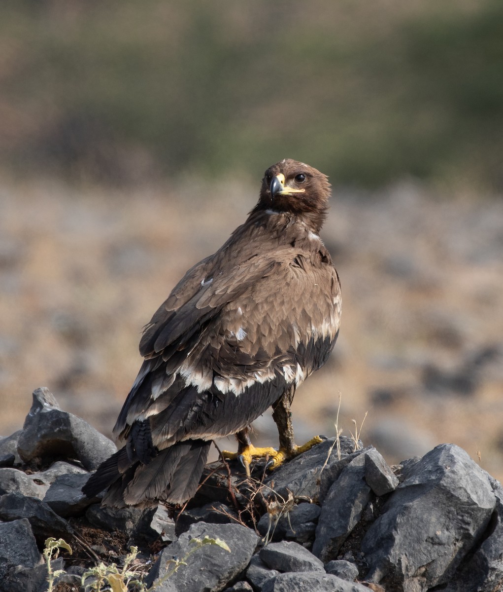 Aquila delle steppe - ML646534689