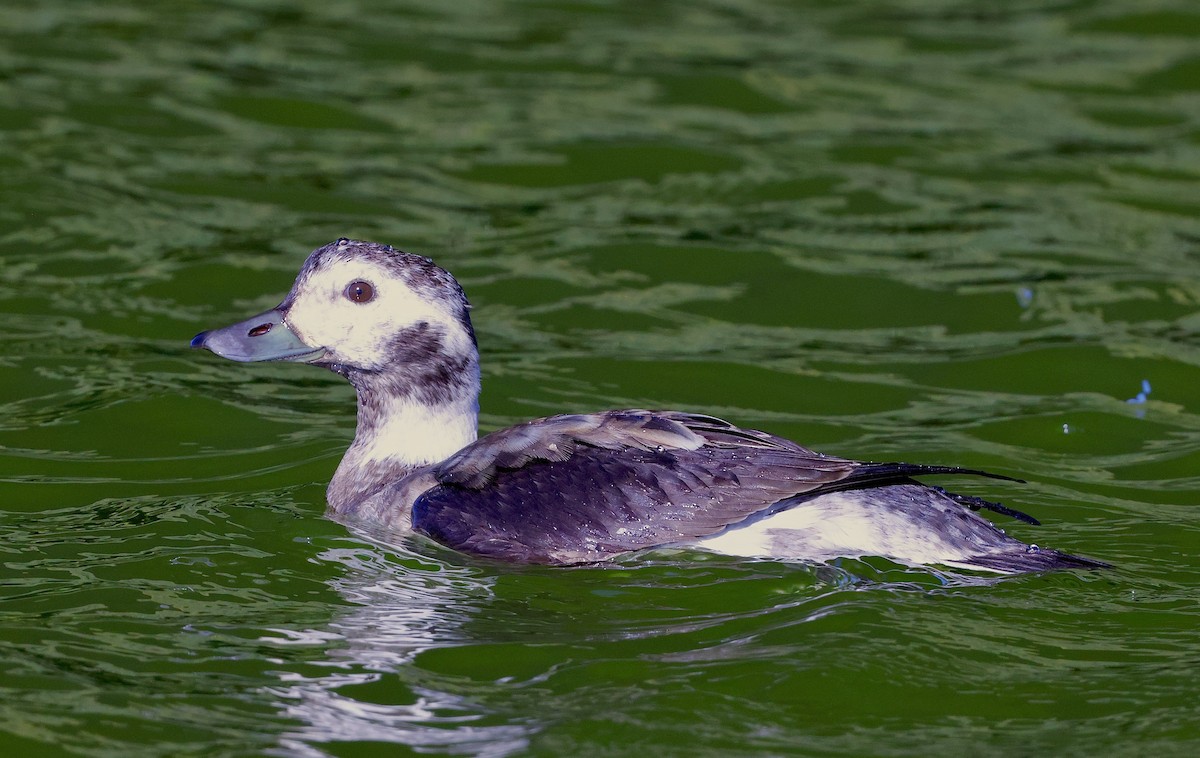 Long-tailed Duck - ML646534690