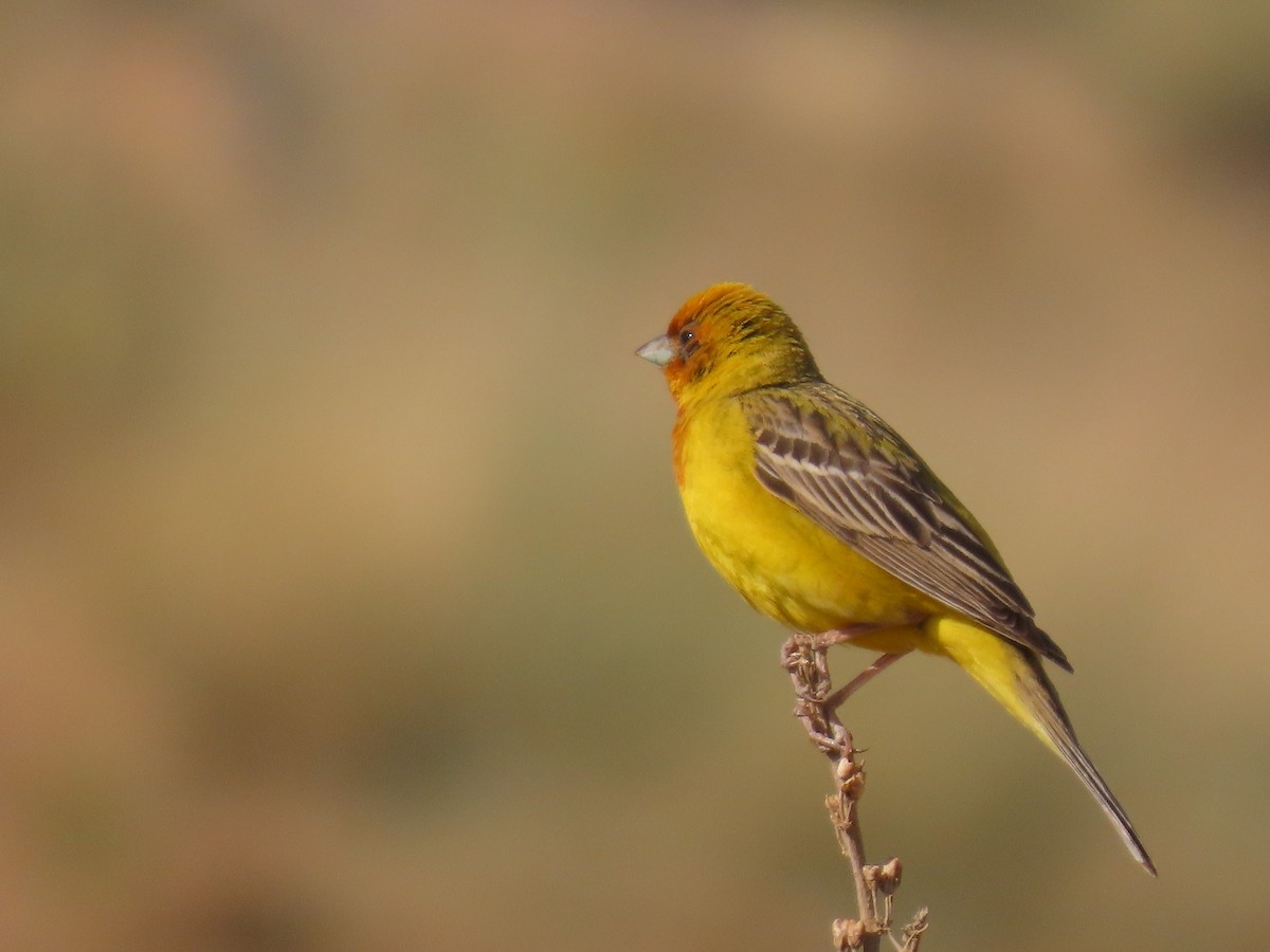 Red-headed Bunting - ML646534691