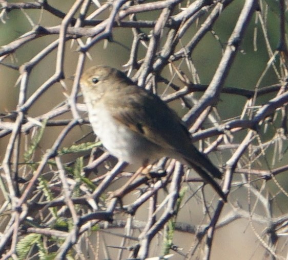 Дрозд-отшельник - ML646534692