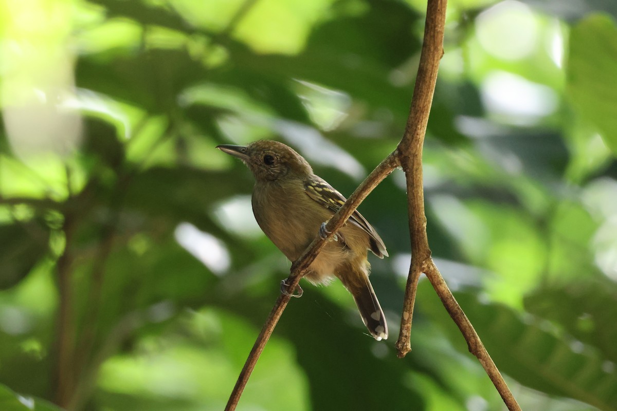 Black-crowned Antshrike - ML646534694