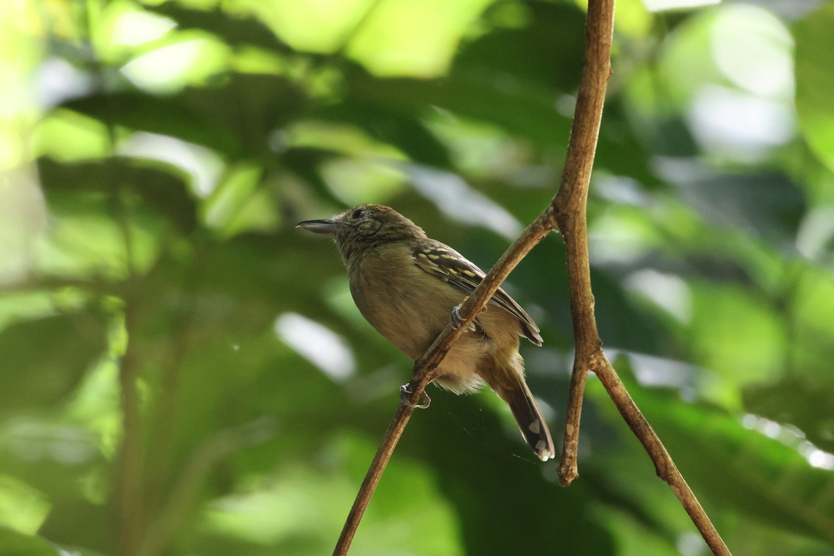 Black-crowned Antshrike - ML646534695