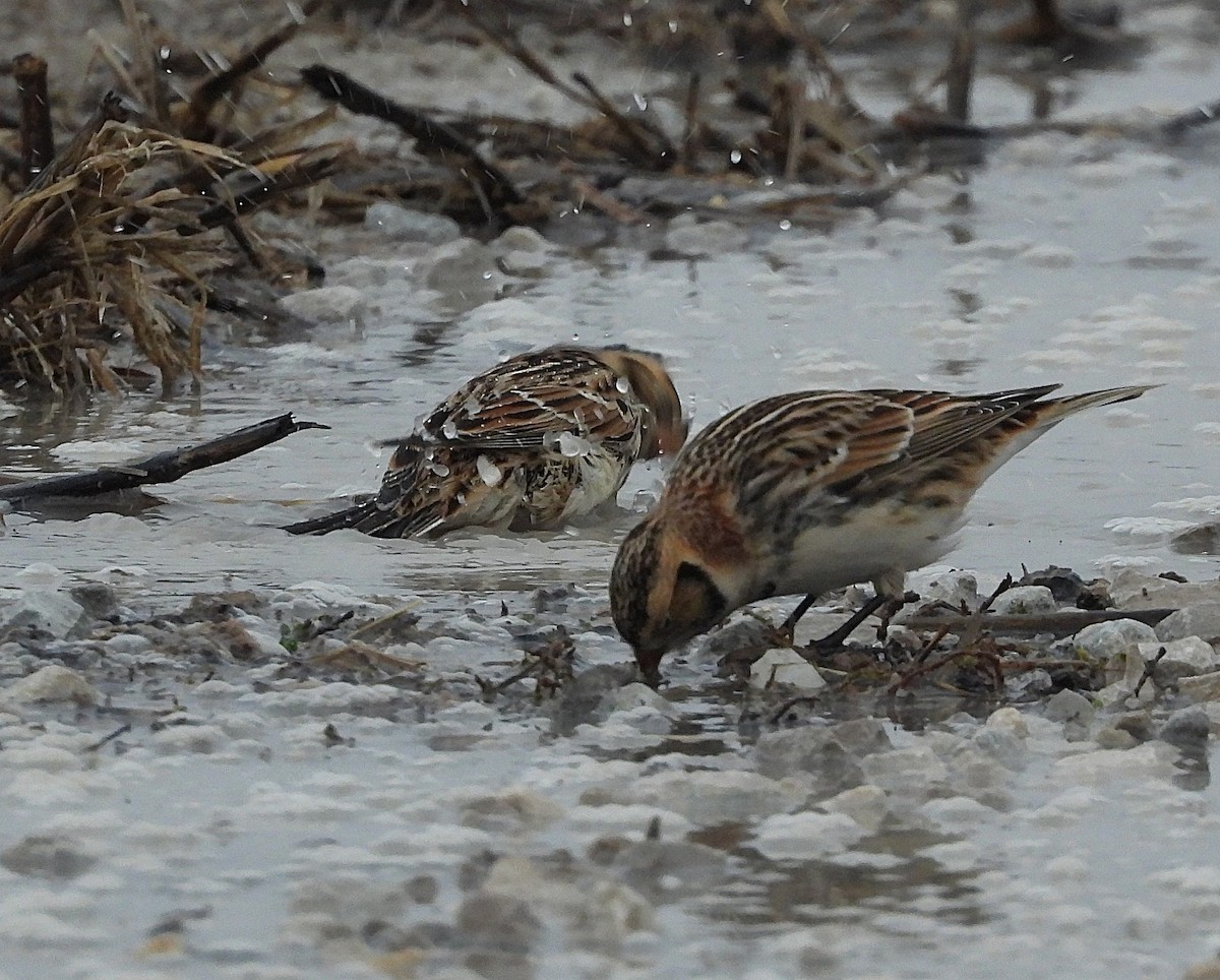 Lapland Longspur - ML646534696