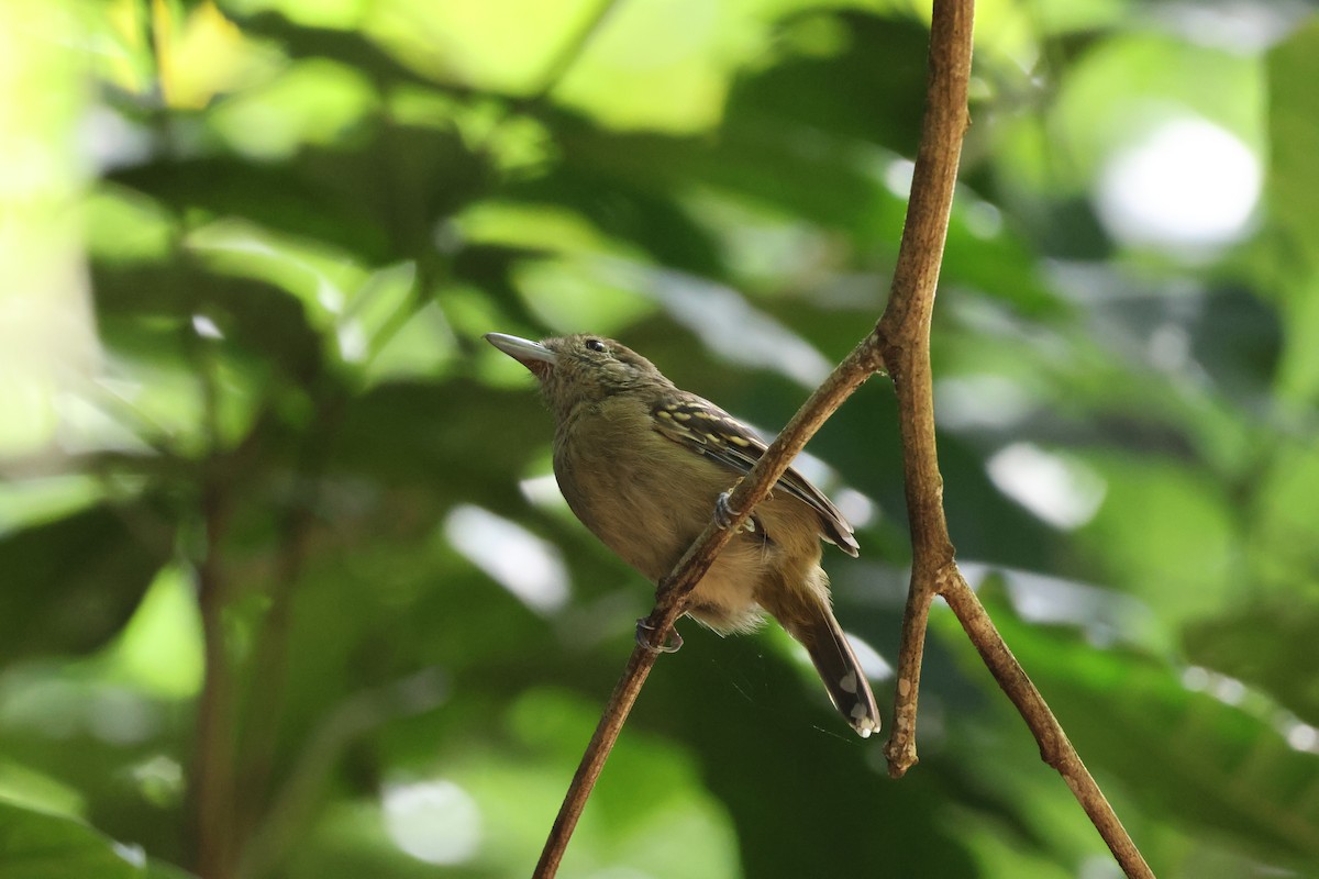 Black-crowned Antshrike - ML646534697