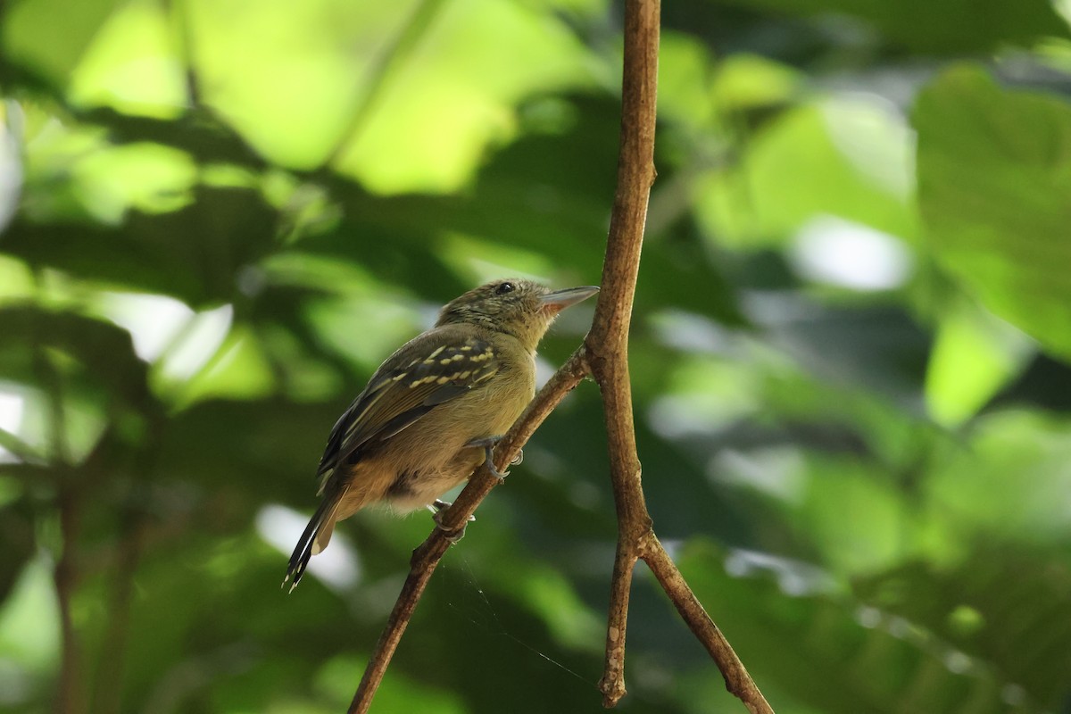 Black-crowned Antshrike - ML646534698