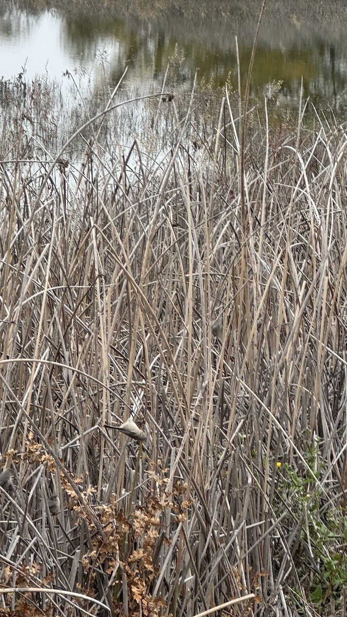 Oak Titmouse - ML646534700