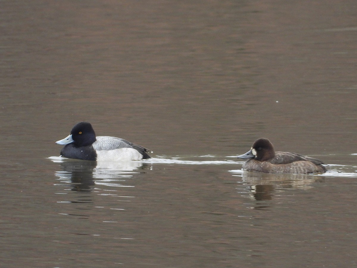 Lesser Scaup - ML646534701