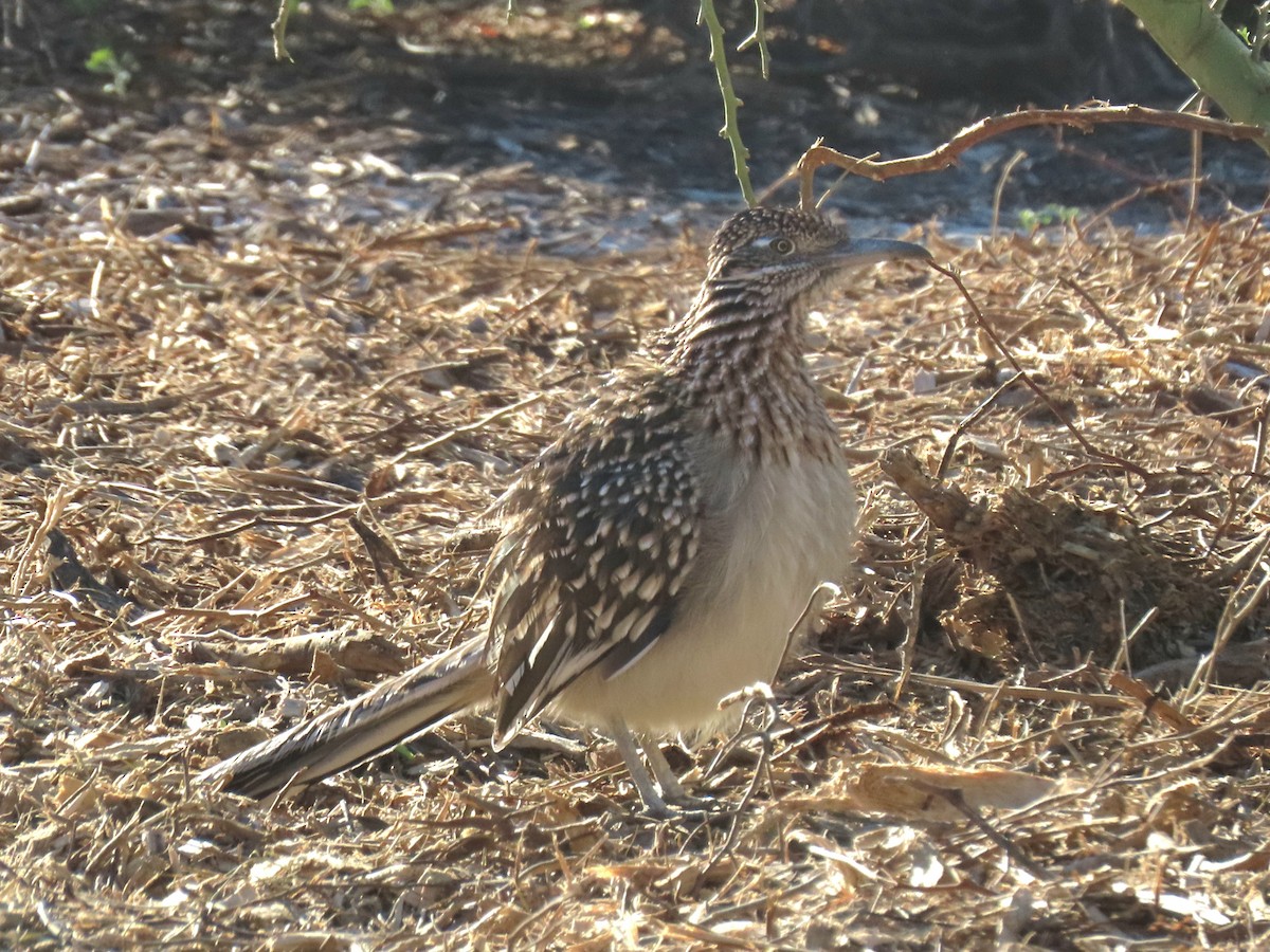 Greater Roadrunner - ML646534702