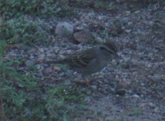 Chipping Sparrow - ML646534703