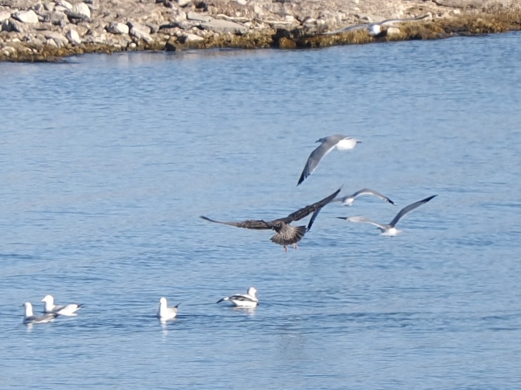 American Herring Gull - ML646534704