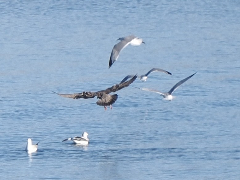 American Herring Gull - ML646534705