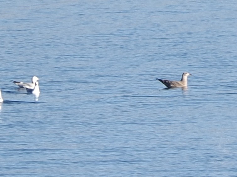 American Herring Gull - ML646534706