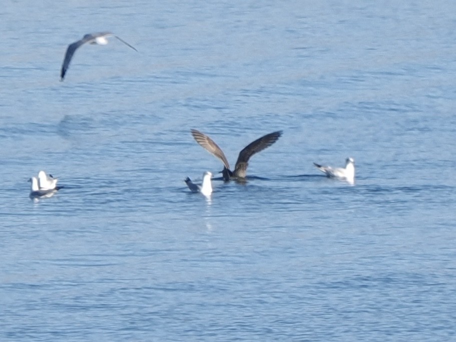 American Herring Gull - ML646534707