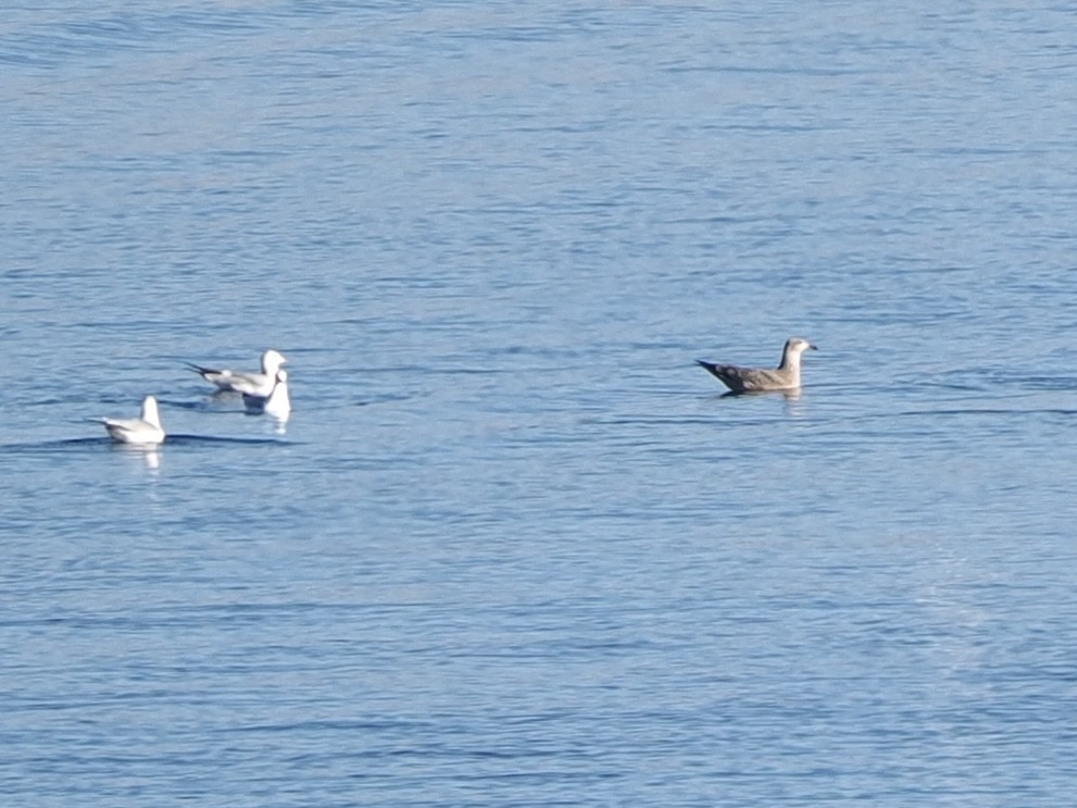 American Herring Gull - ML646534708