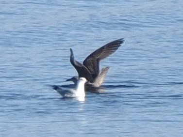 American Herring Gull - ML646534709