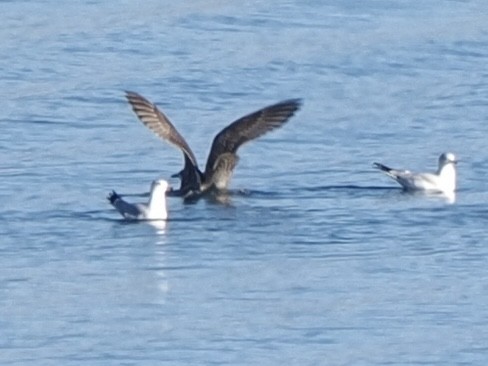 American Herring Gull - ML646534710