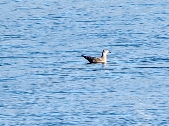American Herring Gull - ML646534711