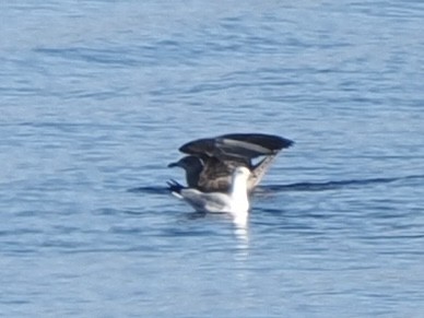 American Herring Gull - ML646534712