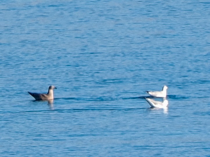 American Herring Gull - ML646534713