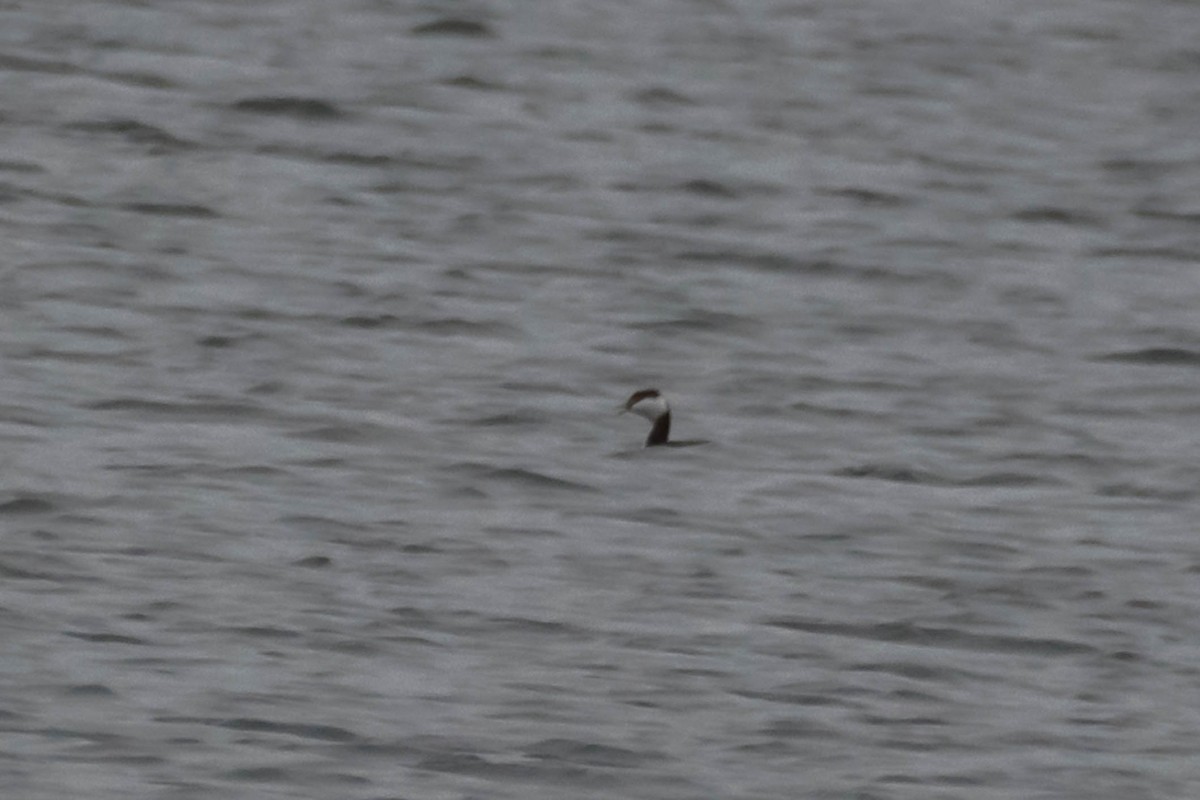 טבלן לבן-לחיים - ML646534714