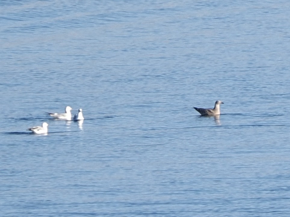 American Herring Gull - ML646534716