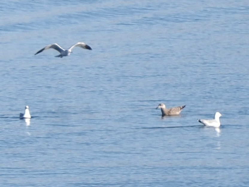 American Herring Gull - ML646534717