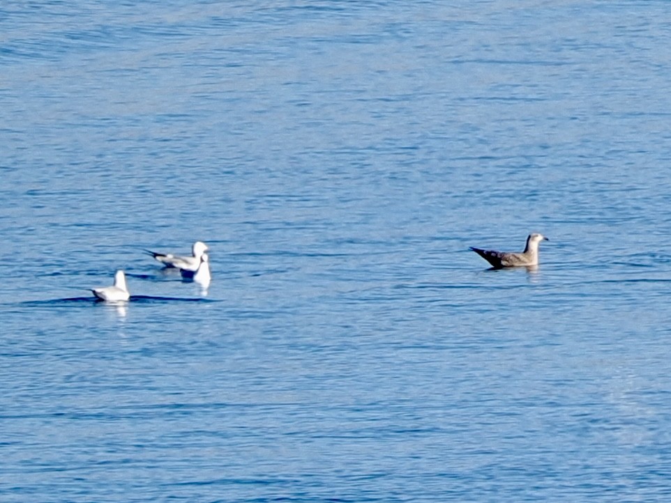American Herring Gull - ML646534718