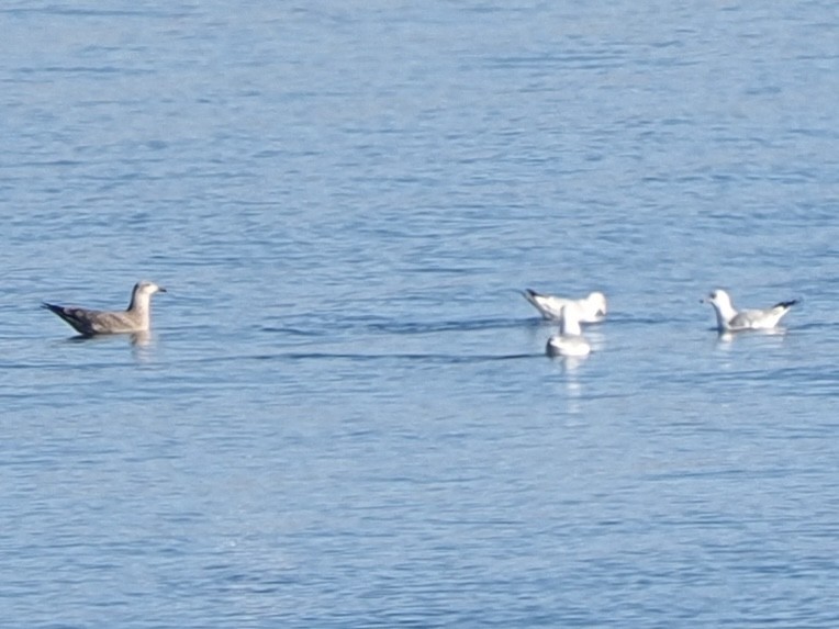 American Herring Gull - ML646534719