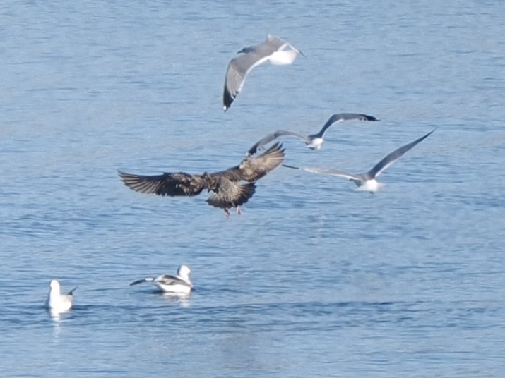 American Herring Gull - ML646534720