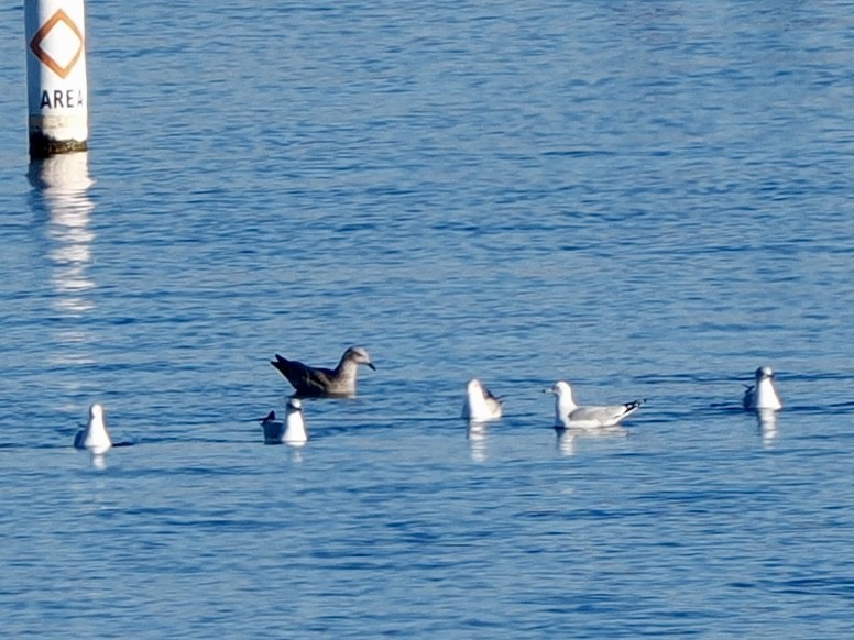 American Herring Gull - ML646534721