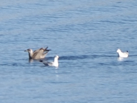 American Herring Gull - ML646534722