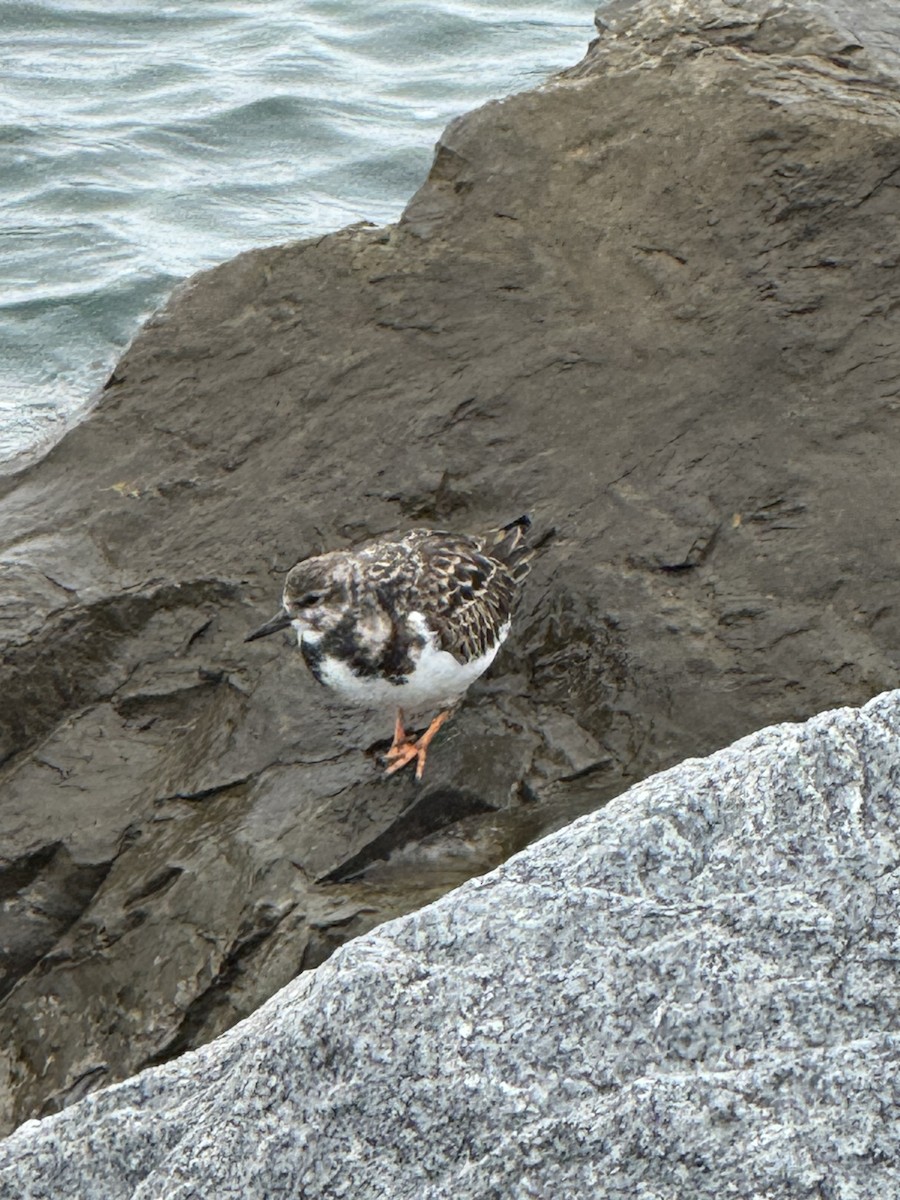 Ruddy Turnstone - ML646534723