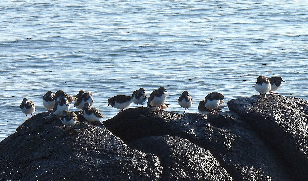 Ruddy Turnstone - ML646534728