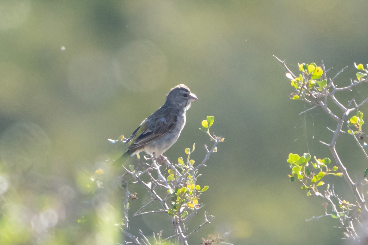 White-throated Canary - ML646534730
