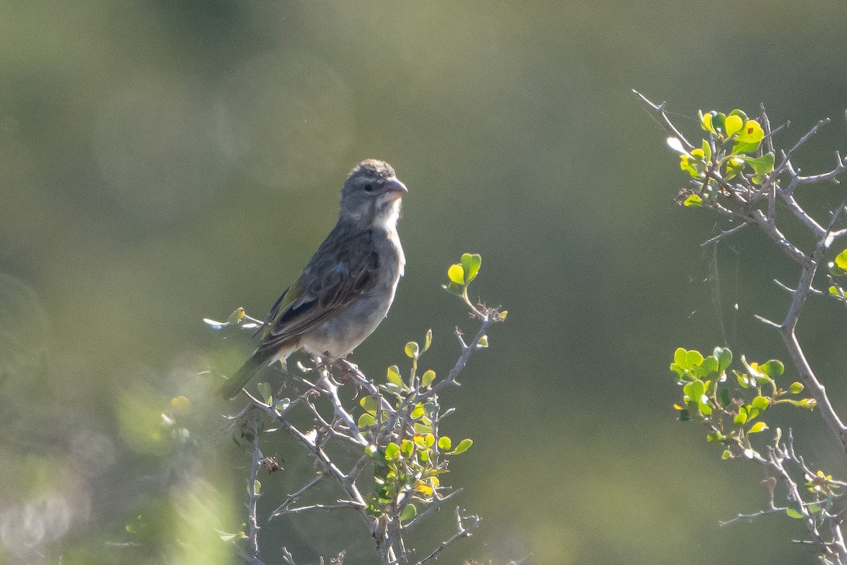 White-throated Canary - ML646534731