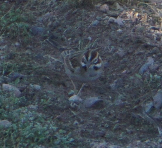 Lark Sparrow - ML646534732