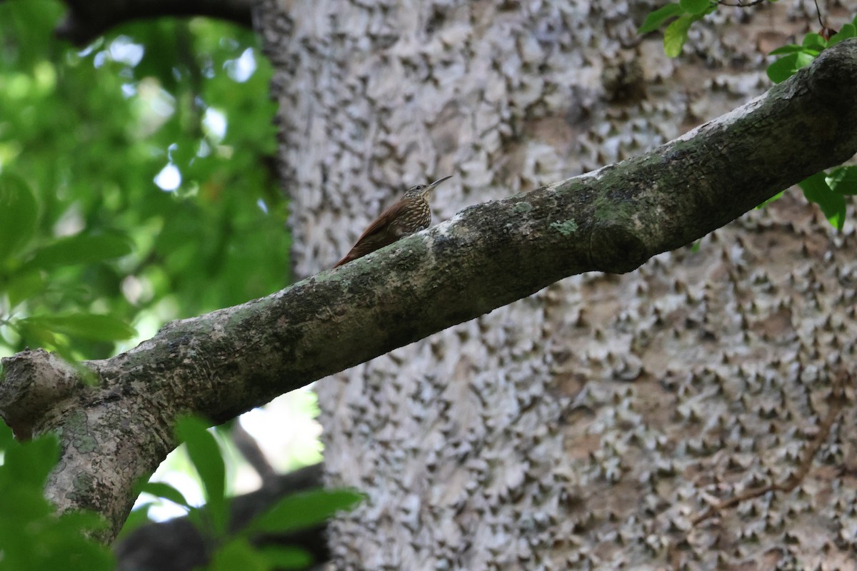 Streak-headed Woodcreeper - ML646534734