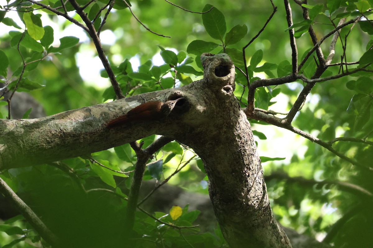 Streak-headed Woodcreeper - ML646534735