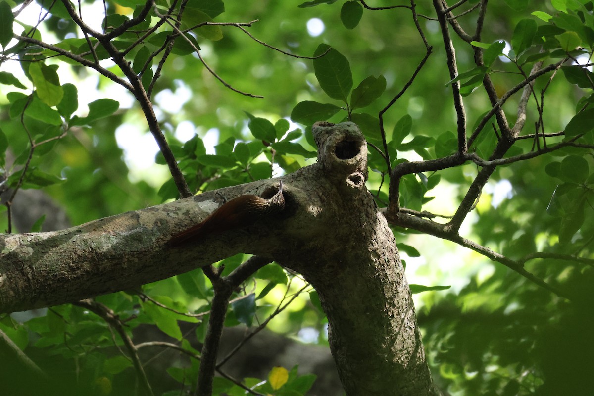 Streak-headed Woodcreeper - ML646534737